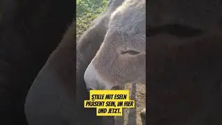 Langohren in der Massage