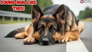 A German Shepherd Lay Beside the Road &mdash; his eyes begged for help
