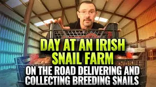 Day on an Irish Snail Farm: On the Road Delivering & Collecting Breeding Snails 🐌🇮🇪