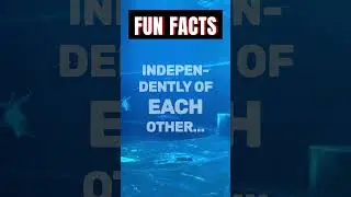 FUN FACTS: How Do Dolphins Sleep?