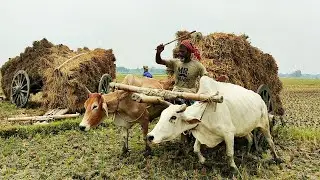 The bullock cart got stuck in the deep mud // Cow Videos // Animals Video
