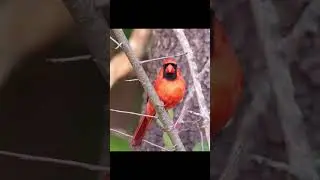 Soaking in Nature:  Beautiful Cardinals of the South