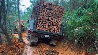 Amazing Log Loader Excavator Working with Heavy Duty Trucks