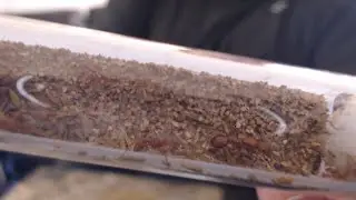 Unboxing video of my new Pogonomyrmex maricopa ant colony from Tar Heel Ants!