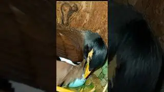 Myna breaking the egg to take out the baby (p7) #viral #trending #shorts #ytshorts #youtubeshorts