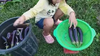PROVINCELIFE❤💚 : Harvest time + may mga chikiting na makulit!😍