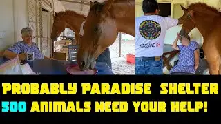 500 plus animals Need Your Help Probably Paradise Shelter. Animal shelter near Mumbai
