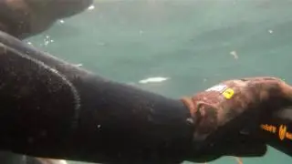 Pesca Submarina - Cyrano Evo HF 90