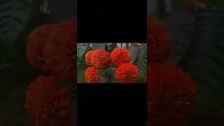 Flowers cinematic shot ❤️ #minivideo #viralvideo #flowervideo#