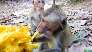 Moby Monkey Is So Glad To Get Jack Fruit Very Much | @IShowMonkeyTV