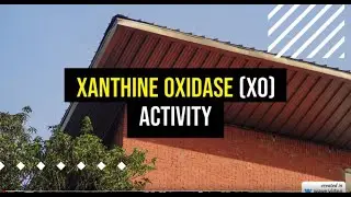 Xanthine Oxidase (XO) activity explained