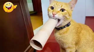 Nuevos clips de perros y gatos más divertidos de 2026 😽🐶Intenta no reírte 😍 Parte 14