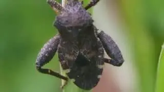 ［見島のいきものたち 203］ ホオズキカメムシ Acanthocoris sordidus