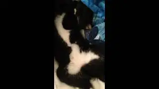 Sleeping shrimp cat 3