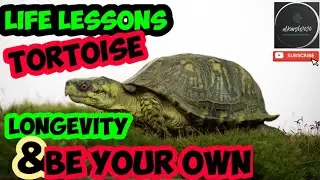 Life lessons from Tortoise | Turtle | Motivational Video