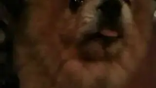 Funny dog lawl