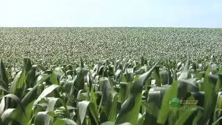 Corn Pre-Emerge Herbicides #615 (From Ag PhD #615 1/17/10)