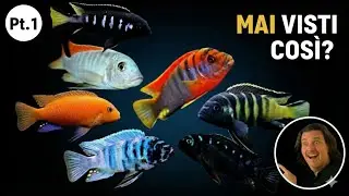Ciclidi Africani: I Colori del Lago Malawi nel Tuo Acquario | Panoramica Mbunatown Pt.1