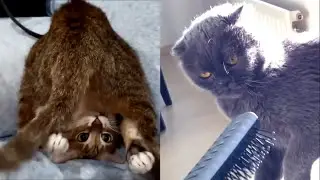 Hilarious Cat Fails - Funny Cats Compilation 2021