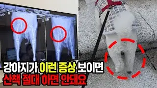 수의사에게 들은 강아지 산책 절대 하면 안되는 증상, 행동 무조건 알아야합니다(관절영양제 추천)