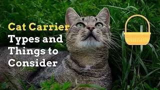 Choose a Cat Carrier | Common Carrier Types and Useful Tips