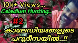 Caladium Hunting Zero Cost Plant Hunting Malayalam