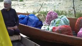 Lively early morning vegetable floating market on Dal Lake, Srinigar