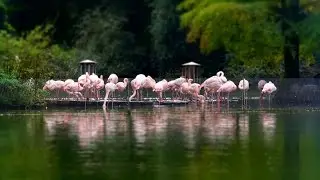(DE) Mannheim, Luisenpark