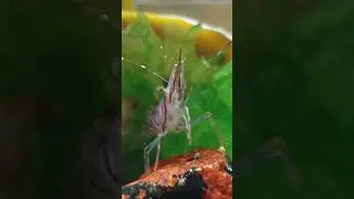 Pink shrimp from my coldwater invertebrate tank, The Crabitat.