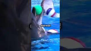 &iquest;Dolphin Dazzle? &iexcl;Dive Into Facts, Ocean Acts That Impact! 🐬💫 #DolphinDiscovery #animals