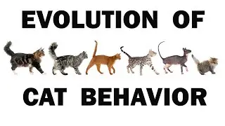 Cat Psychology 101: Understanding the Evolutionary Roots of Feline Behavior