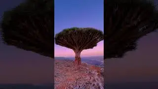 The Tree That Bleeds Red 🩸🌳 | Weird Plant Facts 9  #plantfacts #amazingplants #weirdplants