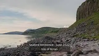 Lively Birdlife Scottish Island Soundscape