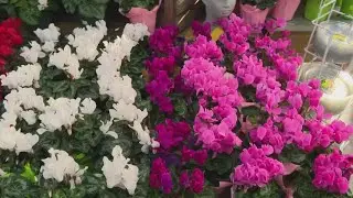 Plant gifts for Valentine's Day