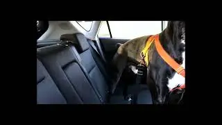 cat and dog car belt