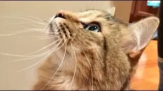 How to teach your cat to shake