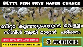 how to water changing for baby betta fry/water change for baby betta fry/fighter baby water changing