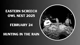 Screech Owl Hunting in the Rain | Eastern Screech Owl Nest 2025