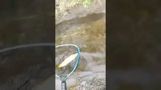#GiantTrout#shortsvideo #shortvideos #shorts #short