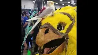 2021 FanX Chocobo cosplay contest performance