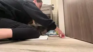 Restraining a scared cat for socialization- Part 3
