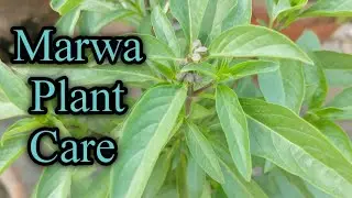 How to grow and care Marwa plant | Marjoram | Marua || Plants care and tips