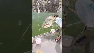 OH MY GOD! JORAN SAMPAI MELENGKING MANCING DI KOLAM DAPAT IKAN LELE RAKSASA #fishing #amazing