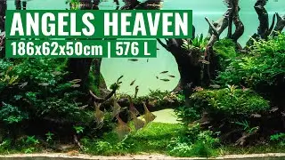 Angels Heaven - Akwarium 576 L dla skalarów