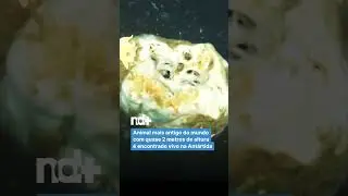 O Animal Mais Antigo do Mundo Foi Encontrado na Ant&aacute;rtida!