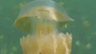 Jellyfish Lake Palau  - 30 Millions Jellyfishes - GoPro Hero Black