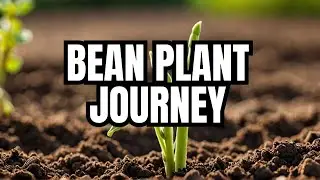 Life Cycle of a Bean Plant | From Seed to Harvest