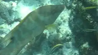 Hogfish Eats Sea Urchin