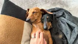 Obi & Kato Snuggle Time &ndash; The Cutest Dachshund Cuddle Session! 🐶💛