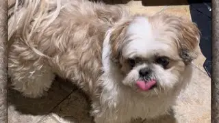 SHIH TZU ADVENTURES
